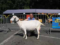 7 de geiten en schapenmarkt te Eernegem 28 juni 2009